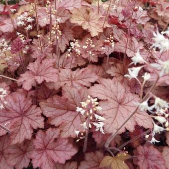 X Heucherella 'Honey Rose'