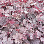 X Heucherella 'Plum Cascade' - 