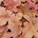 X Heucherella 'Red Rover' - 