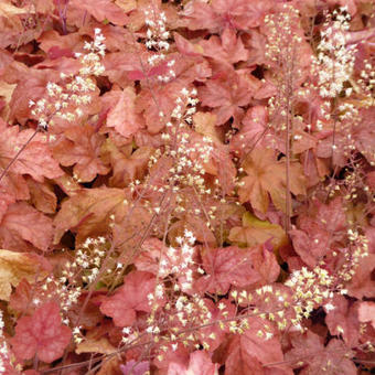 X Heucherella 'Redstone FALLS'