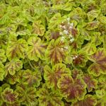 X Heucherella 'Solar Eclipse' - 