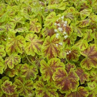 X Heucherella 'Solar Eclipse'