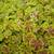 X Heucherella 'Solar Eclipse'