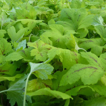 X Heucherella 'Sunrise FALLS'