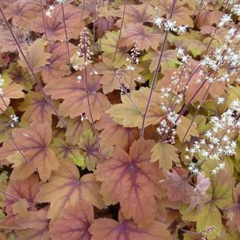 X Heucherella 'Sweet Tea'