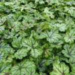 X Heucherella 'Tapestry'