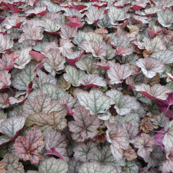 X Heucherella 'Twilight'