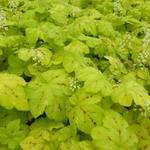 X Heucherella 'Yellowstone FALLS' - 