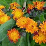 Pilosella aurantiaca - Épervière orangée