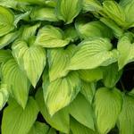 Hosta 'Fortunei Albopicta'  - Hosta 'Fortunei Albopicta'