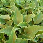 Hosta 'Abba Dabba Do' - 