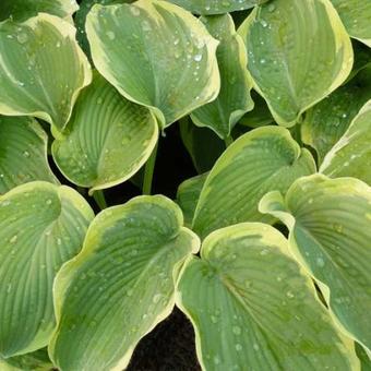 Hosta 'American Halo'