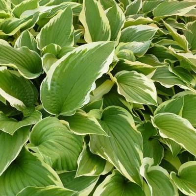 Hosta 'Antioch' - Hosta 'Antioch'