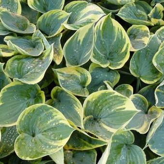 Hosta 'Aristocrat'