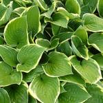 Hosta fortunei 'Aureomarginata' - 