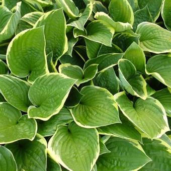 Hosta fortunei 'Aureomarginata'