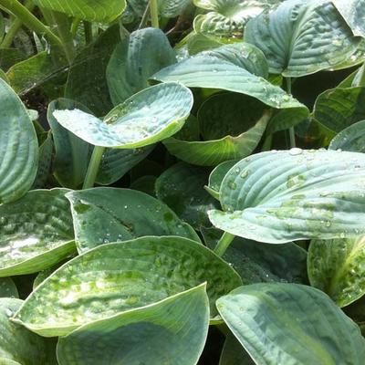 Hosta 'Big Chance' - 