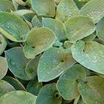 Hosta 'Big Daddy' - 