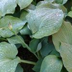 Hosta 'Blue Angel' - 