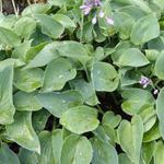 Hosta 'Blue Cadet' - 