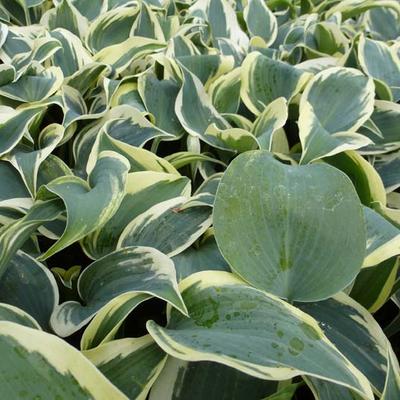 Hosta 'Blue Ivory' - 