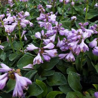 Hosta 'Blue Mouse Ears'