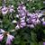 Hosta 'Blue Mouse Ears'