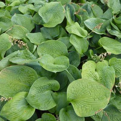 Hosta 'Blue Seer' - 