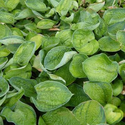 Hosta 'Blue Shadows' - 