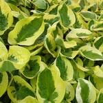 Hosta 'Brim Cup' - 