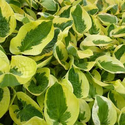 Hosta 'Brim Cup'