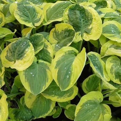 Hosta 'Carnival'