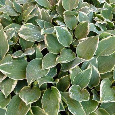 Hosta 'Chantilly Lace' - 