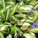 Hosta 'Cherry Berry' - 