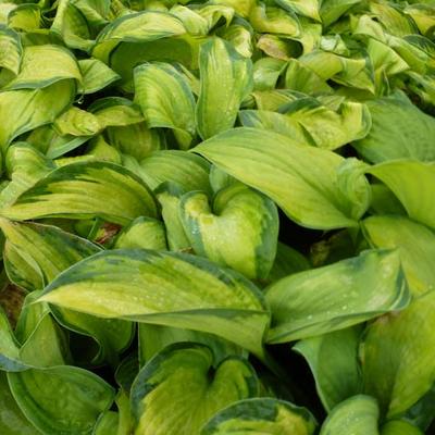 Hosta 'Color Glory' - 