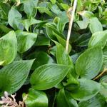 Hosta  'Devon Green'