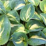 Hosta 'Dream Weaver' - 