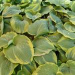 Hosta 'Earth Angel' - 