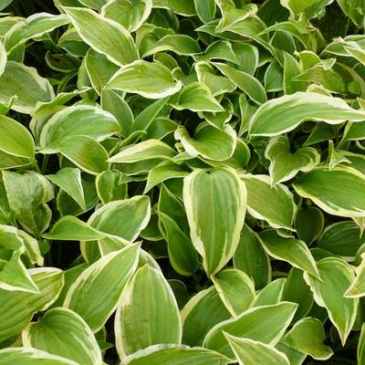 Hosta 'Emily Dickinson' - 