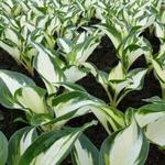 Hosta 'Fire and Ice'