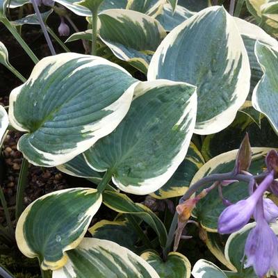 Hosta 'First Frost' - Hosta 'First Frost'