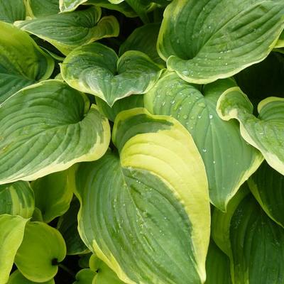 Hosta 'Fragrant Dream' - 