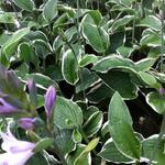 Hosta fortunei 'Francee' - 