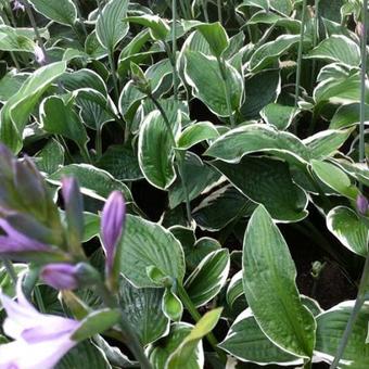 Hosta fortunei 'Francee'