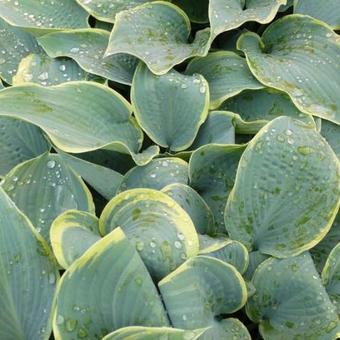 Hosta 'Frosted Dimples'