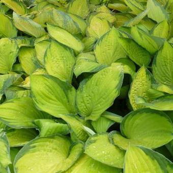 Hosta 'Gold Standard'