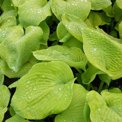 Hosta 'Golden Sunburst' - 