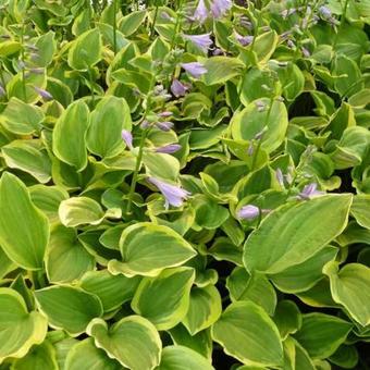 Hosta 'Golden Tiara'