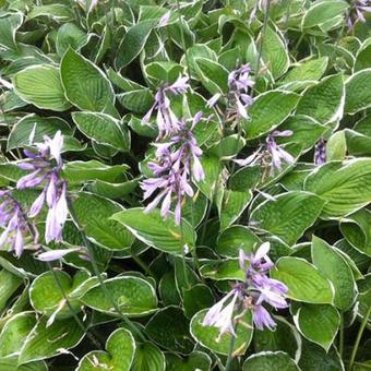 Hosta 'Green Gold'