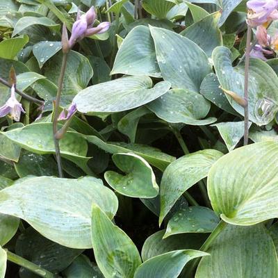 Hosta 'Grey Beauty' - 